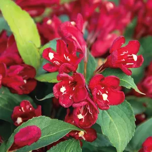 Image Credit - Heinje Nurseries